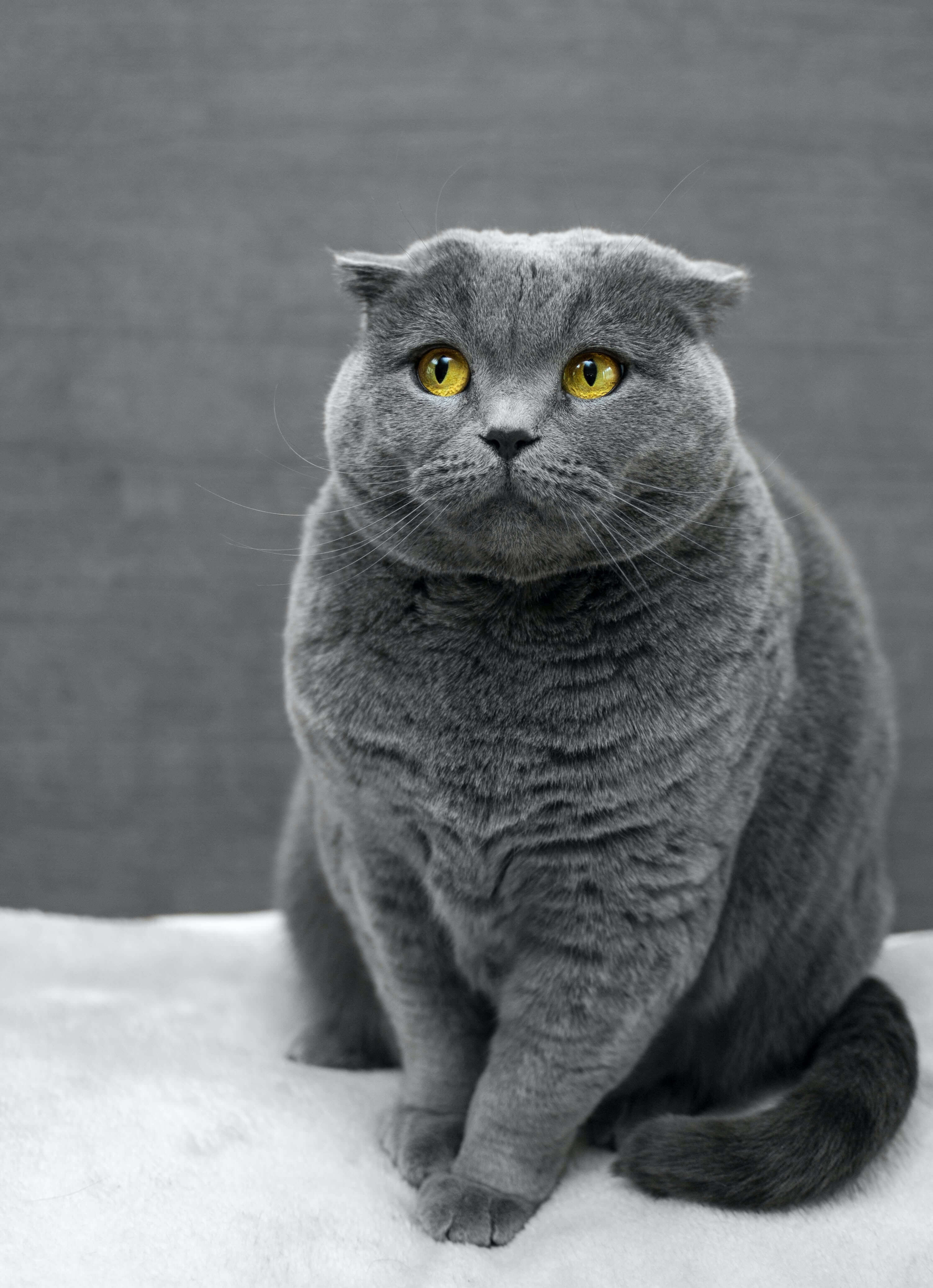 A sad gray cat.