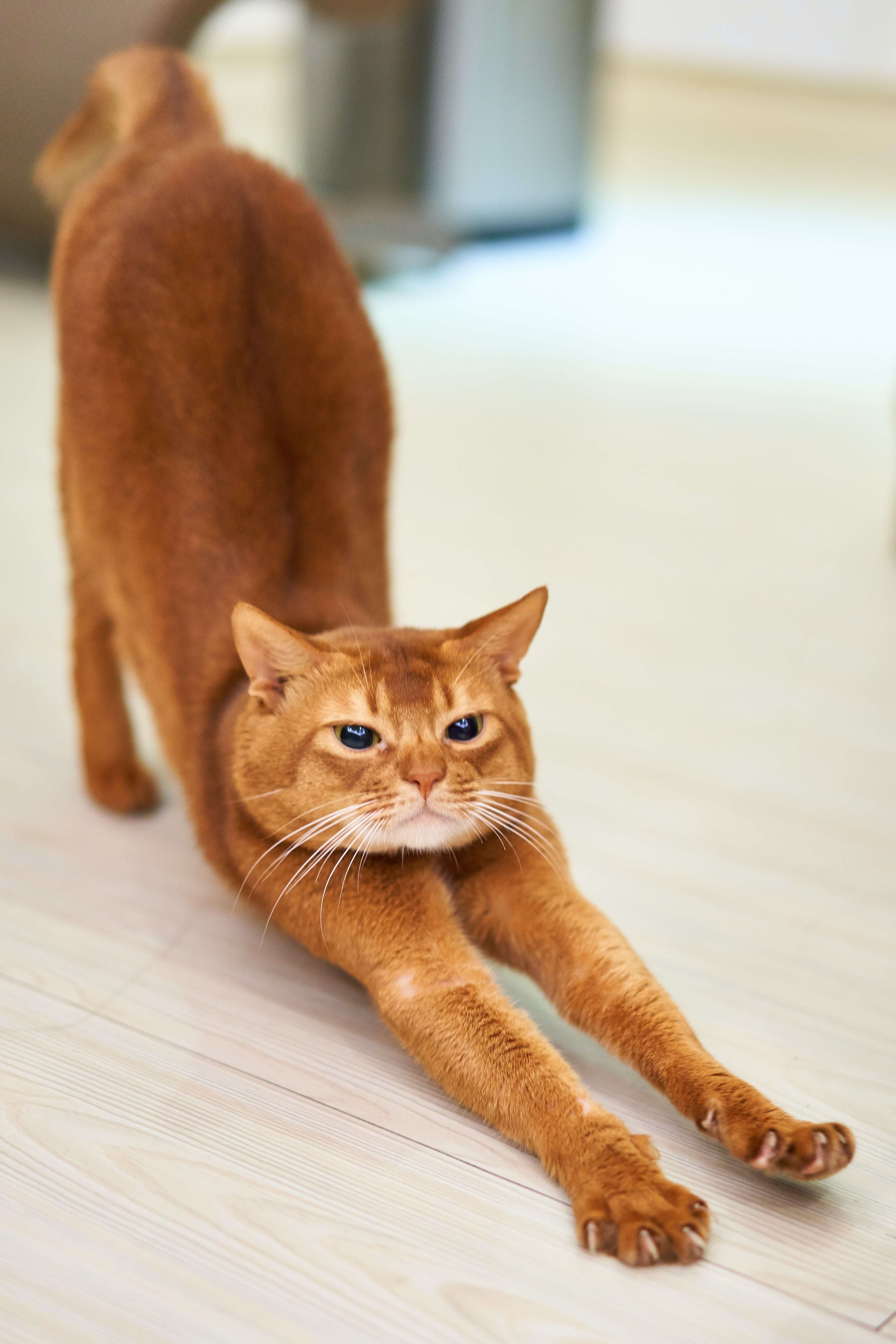 A stretching cat